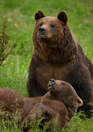 Bear Sanctuary Visit