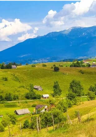 FORAGING FROM CIOCANU AND SIRNEA VILLAGES